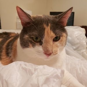 Meet your Posher, Dawn